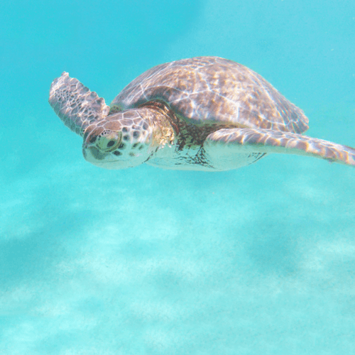 Video: Swimming with Sea Turtles in Akumal - Spanish and Go