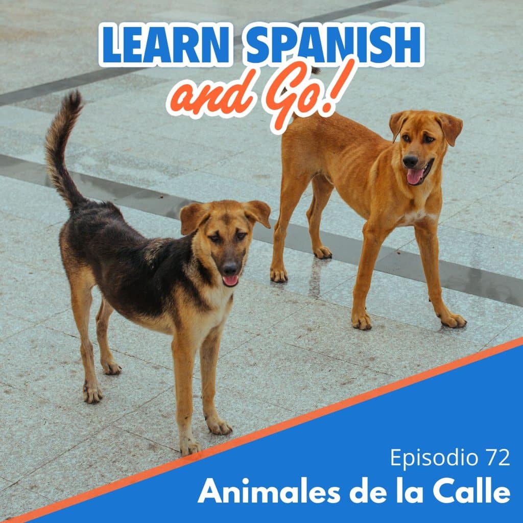 072 – Animales de la Calle | Street Animals