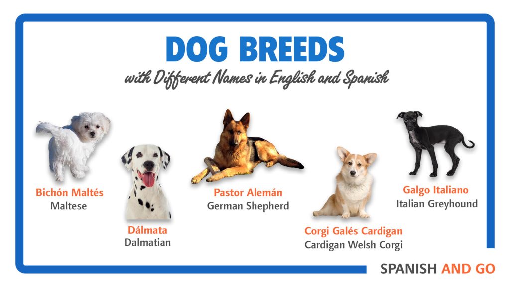 Spanish dog breeds with hot sale pictures