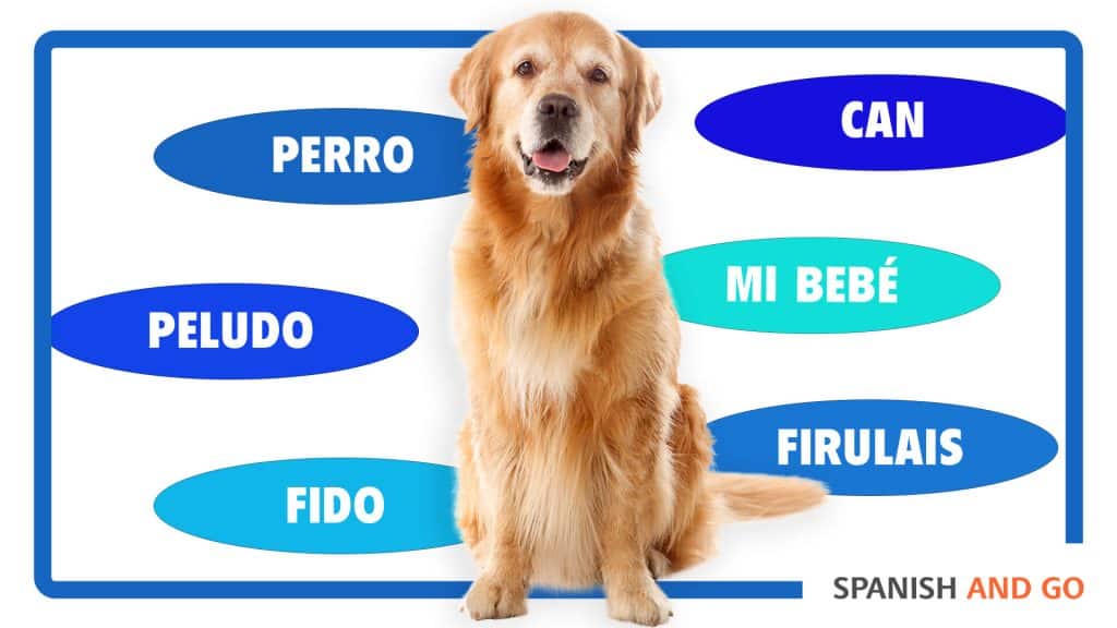 110+ Spanish Dog Names That Are Muy Suave - DodoWell - The Dodo