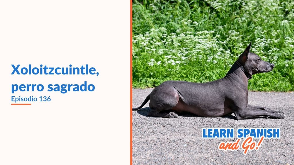 Learn Spanish and Go, episodio 136: Xoloitzcuintle, perro sagrado